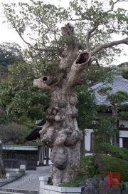 Japan 2012 - Kamakura - Hase-dera - Tree