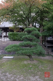 Japan 2012 - Kyoto - Oyahon Temple - Tree