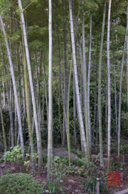 Japan 2012 - Kamakura - Hase-dera - Bambus forest