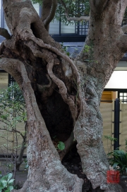 Japan 2012 - Kamakura - Hase-dera - Open Tree