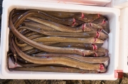 Japan 2012 - Tsukiji - Fish Market - Eels I