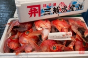 Japan 2012 - Tsukiji - Fish Market - Fish Heads I