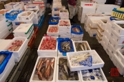 Japan 2012 - Tsukiji - Fish Market - Fishes II