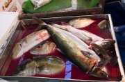 Japan 2012 - Tsukiji - Fish Market - Blood bath