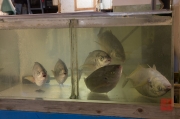 Japan 2012 - Tsukiji - Fish Market - Living Fish?
