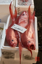 Japan 2012 - Tsukiji - Fish Market - Red Fish II