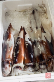Japan 2012 - Tsukiji - Fish Market - Squids II