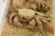 Japan 2012 - Tsukiji - Fish Market - Sandy Crab