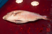 Japan 2012 - Tsukiji - Fish Market - Fish & Blood