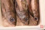 Japan 2012 - Tsukiji - Fish Market - Fish with big eyes II