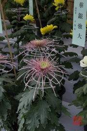 Japan 2012 - Shibuya - Meiji Shrine - Flowers II