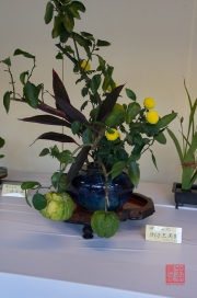 Japan 2012 - Shibuya - Meiji Shrine - Flower Composition I