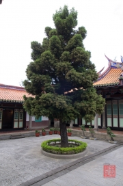 Taiwan 2012 - Taipei - Konfuziustempel - Baum