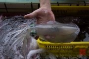 Taiwan 2012 - Ruifang District - Tintenfisch transparent