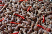 Beijing 2013 - Baby Pidgeons