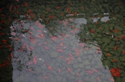 Jinci Temple 2013 - Pond & Goldfish