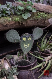 Chongqing 2013 - Old District - Cactus
