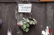 Chongqing 2013 - Old District - Plants in a Shoe