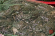 Chongqing 2013 - Market - Frogs