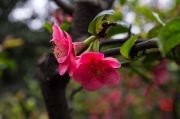 Chongqing 2013 - Eling Park - Flower