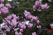 Chongqing 2013 - Eling Park - Magnolia
