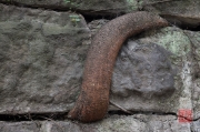 Chongqing 2013 - Eling Park - Root