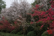 Dazu 2013 - Spring