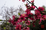 Dazu 2013 - Flowers