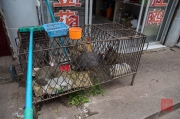 Dazu 2013 - Cage housing