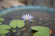 Malaysia 2013 - Hotel Beach - Waterlily