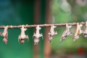 Malaysia 2013 - Butterfly Farm - Cocoon II