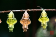 Malaysia 2013 - Butterfly Farm - Cocoon III