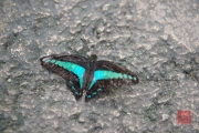 Malaysia 2013 - Butterfly Farm - Black-Cyan