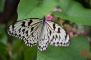 Malaysia 2013 - Butterfly Farm - Black-White