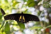 Malaysia 2013 - Butterfly Farm - Black-Yellow