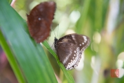 Malaysia 2013 - Butterfly Farm - Black-Dotted-White