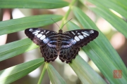 Malaysia 2013 - Butterfly Farm - Black-White-Blue