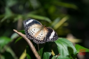 Malaysia 2013 - Butterfly Farm - Black-White-Brown