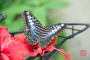 Malaysia 2013 - Butterfly Farm - Black-Blue-White