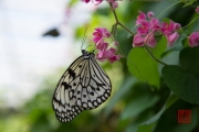 Malaysia 2013 - Butterfly Farm - White-Black