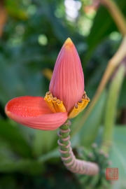 Malaysia 2013 - Butterfly Farm - Banana-Bloom