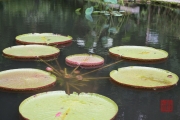 Malaysia 2013 - Penang - Spice Garden - Lotus