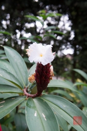 Malaysia 2013 - Penang - Spice Garden - White Bloom