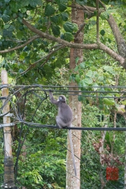 Malaysia 2013 - Penang - Monkeys I