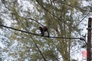 Malaysia 2013 - Penang - Monkeys II