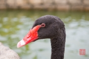 Malaysia 2013 - Colmar Tropicale - Black Swan