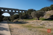 Nimes 2014 - Aqueduct - Olive Tree & Aqueduct
