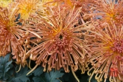 Hongkong 2014 - Orange Flower