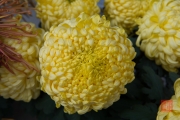 Hongkong 2014 - Yellow Flower