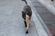 Hongkong 2014 - Tao-O - Two colored cat